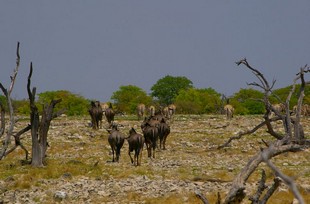706 Namibia Okt 2006 .JPG